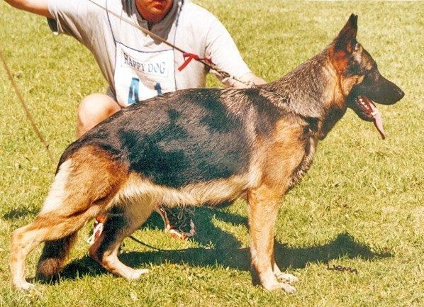 Østrefjells Ollie,16 mnd gammel
Første stambokførte NV på Vikingskipet 1987.
128 påmeldte hunder.